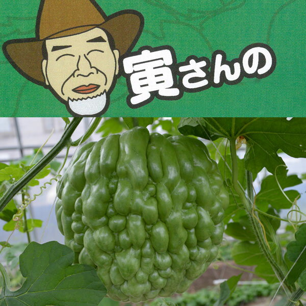 野菜の苗/寅さんのアップルゴーヤ 緑秀 3号ポット