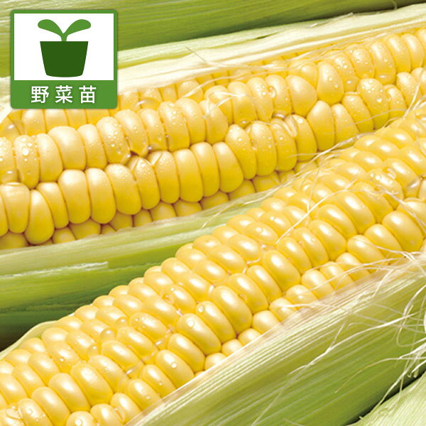 野菜の苗/とうもろこし：クリスマスコーン苗3号ポット