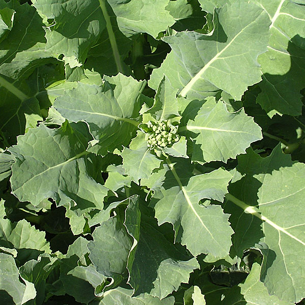 タネ・小袋 江戸時代から栽培されている伝統野菜！芯つみ菜は9月〜11月まき、抜き菜は周年まき 種 タネのらぼう菜[野菜タネ]関東多摩川流域の地域で、江戸時代より、春を告げる味覚として栽培されてきた野菜です。草丈50センチ位になるアブラナ科の野菜で、三倍体のため、他のアブラナ科と交雑しません。畑に点播きし、適宜間引きして、最終的に株間40センチになるように栽培します。芯つみ菜の場合、春先に次々にトウ立ちする花茎を摘み取り、利用します。くせのない甘さ、美味しさで、茎立ち菜類の中でも一番旨いといわれています。お浸し、胡麻和え、天ぷら、炒め物などにどうぞ。まき時 : 芯つみ菜の場合9月〜11月、抜き菜の場合は厳寒期・真夏を除き周年内容量：5ml発芽までの日数(目安)：3〜7日発芽に適した温度(目安)：20℃＜栽培方法＞・レタスと同じように育てます。・ビニールポット(苗床)に3〜5粒まきし、土を5mm位かぶせます。・毎日水かけし、本葉が2〜3枚の頃1ポットにつき1本残し、残りは抜き取ります。・本葉が4〜5枚の頃、プランターや畑に30cm間隔で植え付けます。のらぼう菜[野菜タネ]の栽培ガイド種まきの方法：容器の選び方種まきの方法：色々なタネ