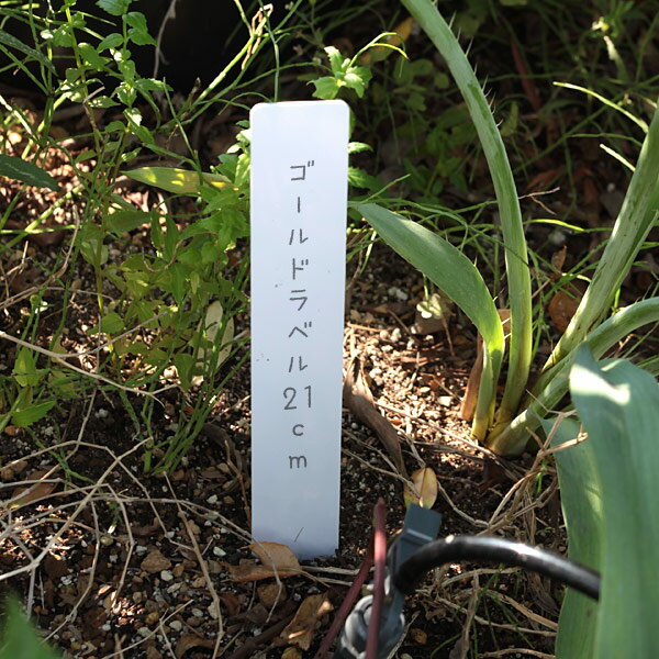 ゴールドラベル短冊型3cm×21cm（白）25枚セット