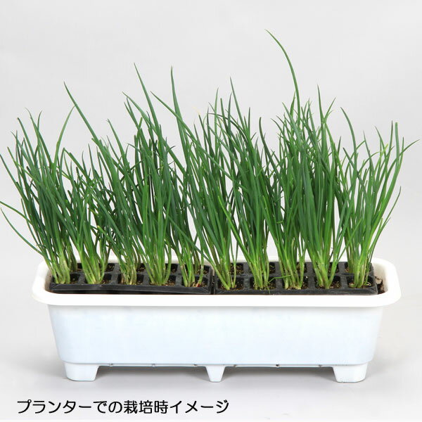野菜の苗/おくだけ青ねぎ10連パック 2個セット