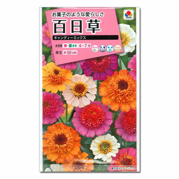 百日草（ジニア）：キャンディーミックス[タネ]のサムネイル