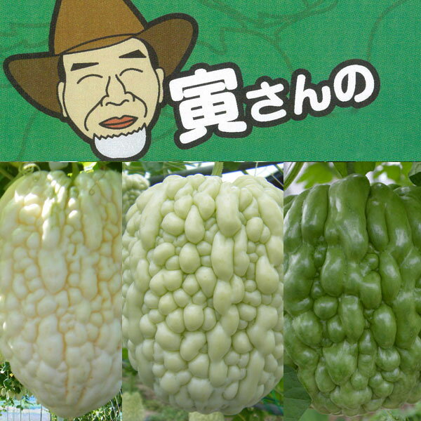 野菜の苗/寅さんのアップルゴーヤ自...