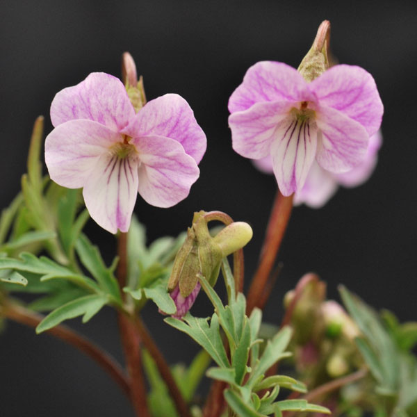 山野草の苗/スミレ：クマモトベニヒゴスミレ（熊本紅ヒゴ）2.5号ポット