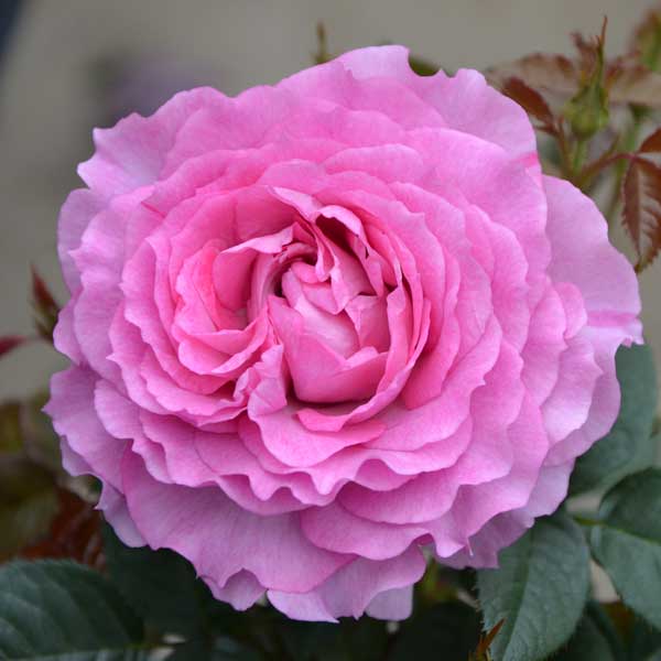 Rose - バラの苗/バラ：フレグランスローズ フェリーチェ6号鉢