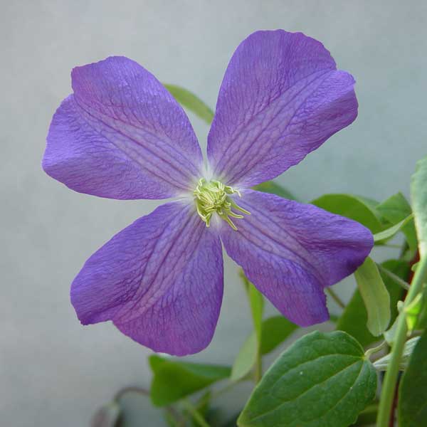 クレマチスの苗/クレマチス：ジェ�