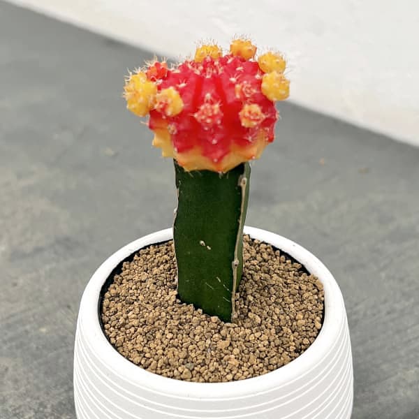 楽天市場】サボテン 接ぎ木（種類（植物）サボテン）の通販