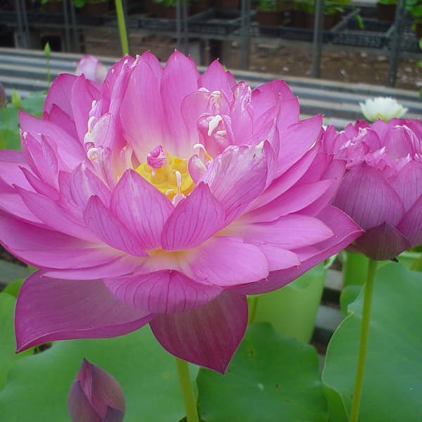 楽天市場】蓮 花 蓮根 苗の通販