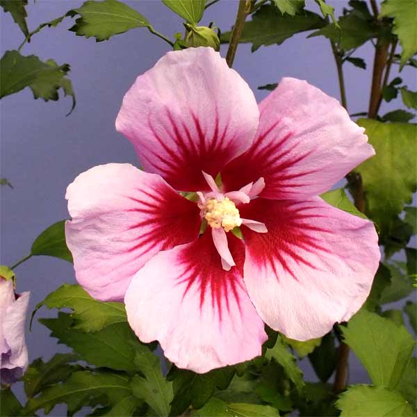 花木庭木の苗/ムクゲ：パープルピラ...