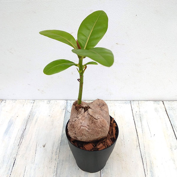 観葉植物/バーリングトニア（ゴバンノアシ） 4号