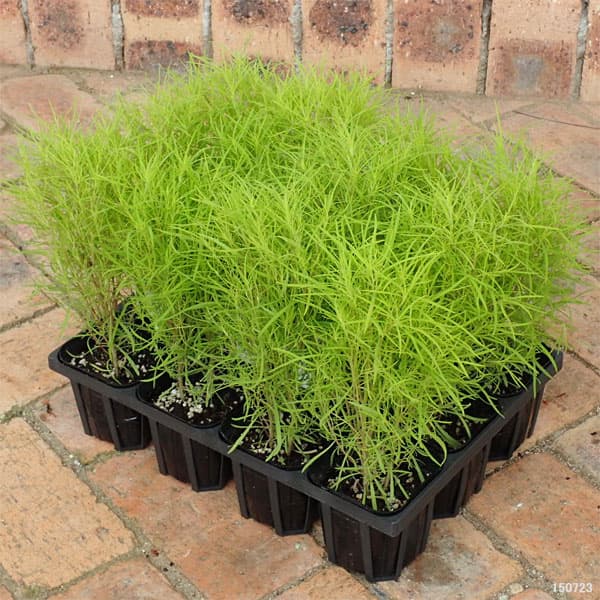 草花の苗/コキア3号ポット12株セット