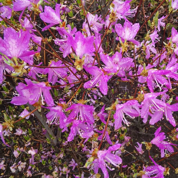 楽天市場】トウゴクミツバツツジの通販