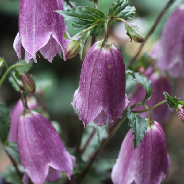 山野草の苗/ホタルブクロ：紅衣（ベニゴロモ）3号ポット