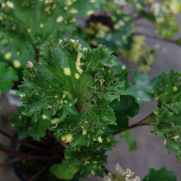 山野草の苗/ツワブキ：鏡獅子（カガミジシ）5号鉢植え