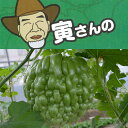 野菜の苗/寅さんのアップルゴーヤ（緑秀）3号ポット 2株セット