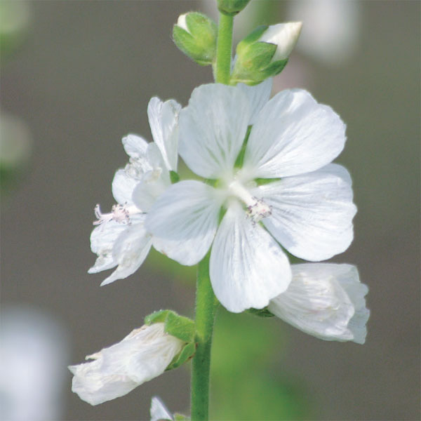 ��֤���/�����륻�����ӥ���3.5��ݥå�