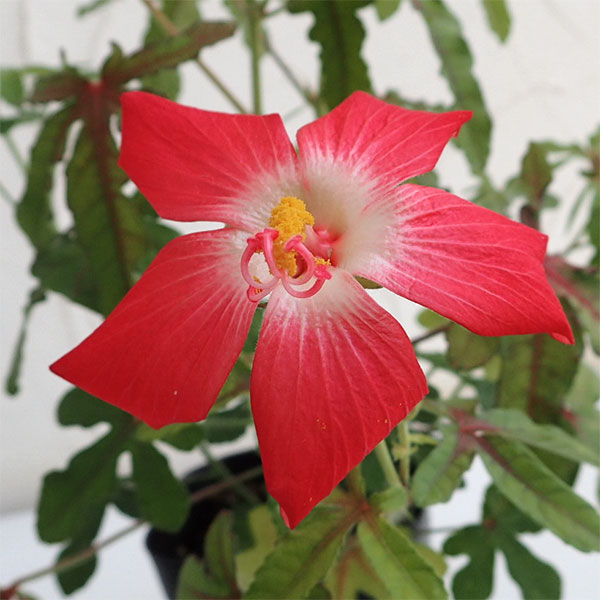 花木 庭木の苗/アベルモスクス・レッド3.5号ポットのサムネイル