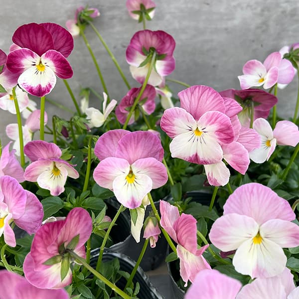 草花の苗/見元園芸のビオラ：春るるる3.5号ポットのサムネイル