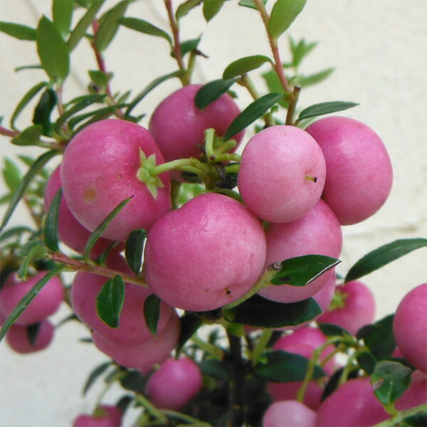 花木 庭木の苗/ペルネッティア（真珠の木）：大実ハッピーベリーピンク3号ポット