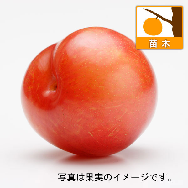果樹の苗/スモモ2種受粉樹セット：...