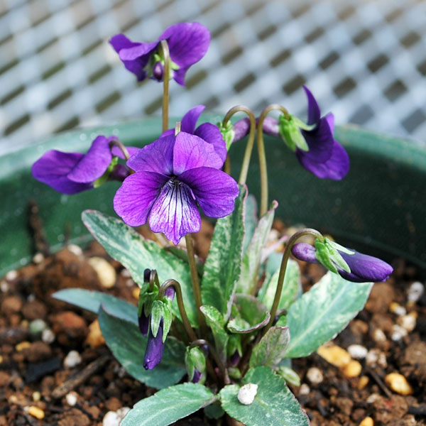 山野草の苗/スミレ：ニシキスミレ2.5号ポット