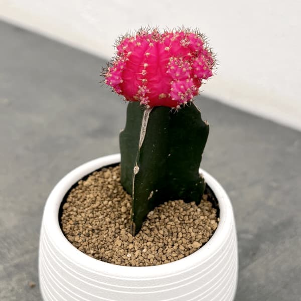 楽天市場】サボテン ピンクの通販
