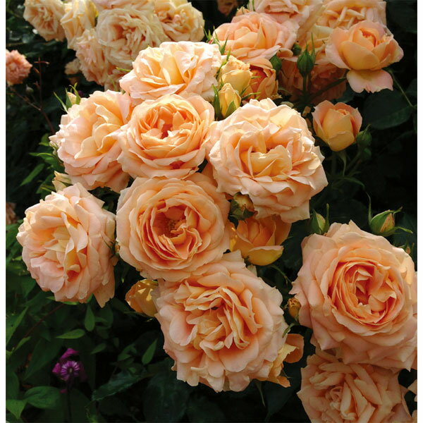 バラの苗/つるバラ：サマー・ドリーム大苗