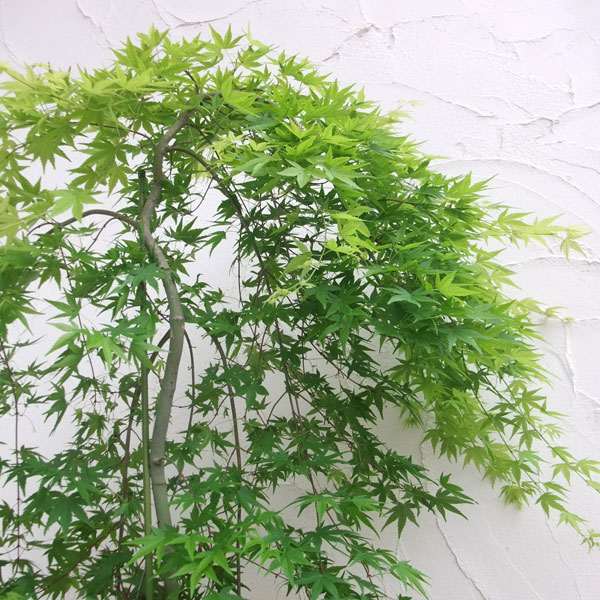 楽天市場】もみじ 鉢植え（ガーデニング・農業｜花・ガーデン・DIY）の通販