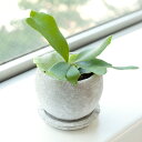 観葉植物/ビカクシダ(コウモリラン)鉢植え(皿付き)