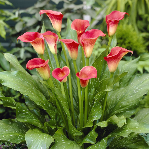 ����/�n�C�u���b�h�J���[�F���b�h�\�b�N�X 1������