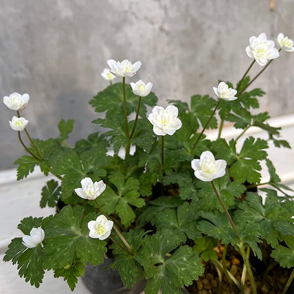 山野草の苗/ニリンソウ：千重咲き二輪草 二羽鶴 3号ポット