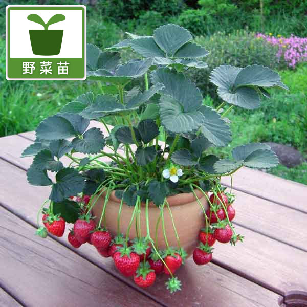野菜の苗/イチゴ：カレンベリー大苗4号ポット