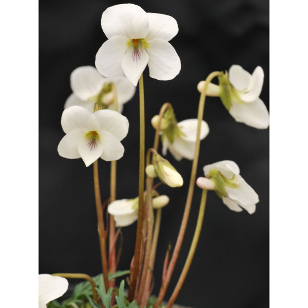 山野草の苗/スミレ：ヒゴスミレ2....