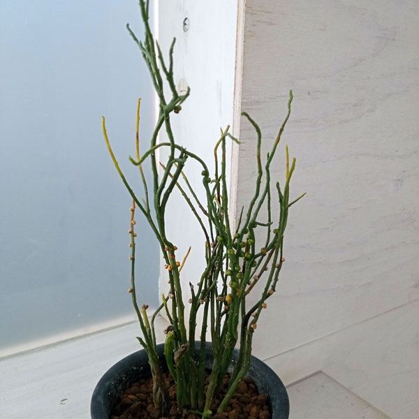 観葉植物/マツバラン：福禄寿3.5...