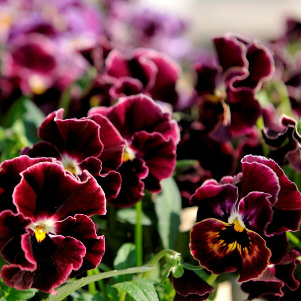 草花の苗/ビオラ：ミルフル　ワインレッドフリル4号ポットのサムネイル