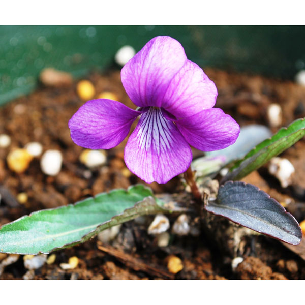 マンジュリカ 淡紅・海老茶色山野草の苗/スミレ：エビチャ（エビ茶）2.5号ポット古く大正時代に発見されたエビ色のマンジュリカ。丸弁・大輪の美花です。育てやすい品種です。＜スミレの基本情報＞学名：Violaタイプ：スミレ科スミレ属の耐寒性多年草草丈：10cm前後開花期：春用途：鉢植え、庭植え日照：日なた栽培方法：桜の咲く頃までは屋内の窓越しの日の当る場所か軒下で管理します。水は表土が乾いたらたっぷりと与えます。植え替え時期は、秋〜冬の休眠期ですが、春の開花株を入手した際、根が詰まり気味のようであれば、花後、一回り大きな鉢に排水の良い土壌に植え替えます。庭植えの場合は半日陰となる樹木の下などに、鉢植えの場合は少し大きめの浅鉢に腐葉土などを混ぜた土で植えつけます。植え替え時に緩効性の化成肥料を与えます。花後と秋には化成肥料または有機肥料などを与えます。本来冷涼な気候を好むため、高温多湿には気をつけてください。夏は暑くならないように木陰で、風通しのよい場所にて管理します。株が込み合ってきたら春または秋に株分けします。ほとんどのスミレは、冬季地上部が枯れます。根が凍らないよう、鉢植えの場合には鉢の防寒を。庭植えの場合には、腐葉土などでマルチングをして防寒を。亜熱帯地域原産のスミレは、冬季は室内へ取り込み、5〜7度は保てる場所で管理します。※写真は成長時（開花時）のイメージですが、お届けの際はまだ苗の状態です。