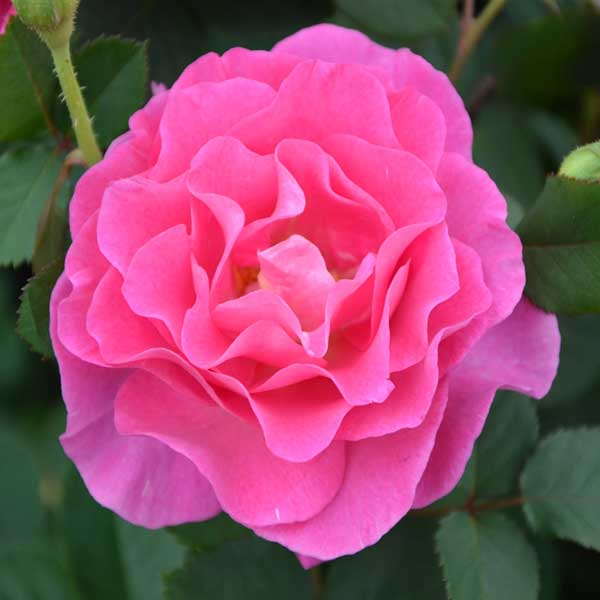 Rose - バラの苗/バラ：フレグランスローズ　アリュール6号鉢