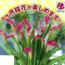 球根/(わけあり特価)カラー:ピンク1球入り