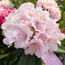 花木 庭木の苗/(わけあり特価)西洋シャクナゲ:桜狩(サクラガリ)6号鉢植え