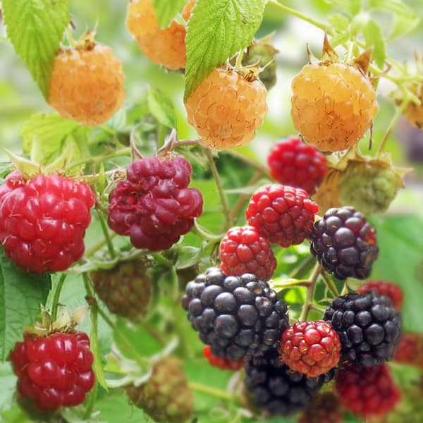 果樹の苗/木いちごの苗人気3種セット （ボイソンベリー・インディアンサマー・ファールゴールド）