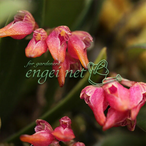 山野草の苗/ミヤマムギラン2.5〜3号ポット 2株セット