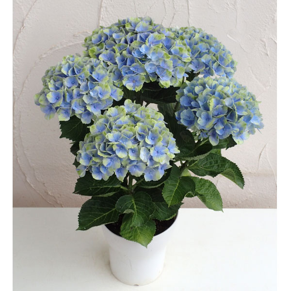 花木 庭木の苗/（わけあり特価）アジサイ：マジカルアメジスト（ブルー）5号鉢植え（咲き進み〜開花終了）のサムネイル