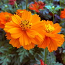 草花の苗/キバナコスモス:オレンジ3〜3.5号ポット 6株セット 草花の苗/キバナコスモス:オレンジ3〜3.5号ポット 6株セット