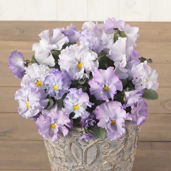 草花の苗/[送料無料]パンジー：絵...