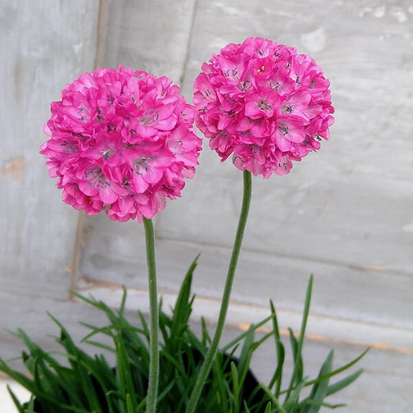 草花の苗/アルメリア：わい性ローズ3号ポット 2株セット