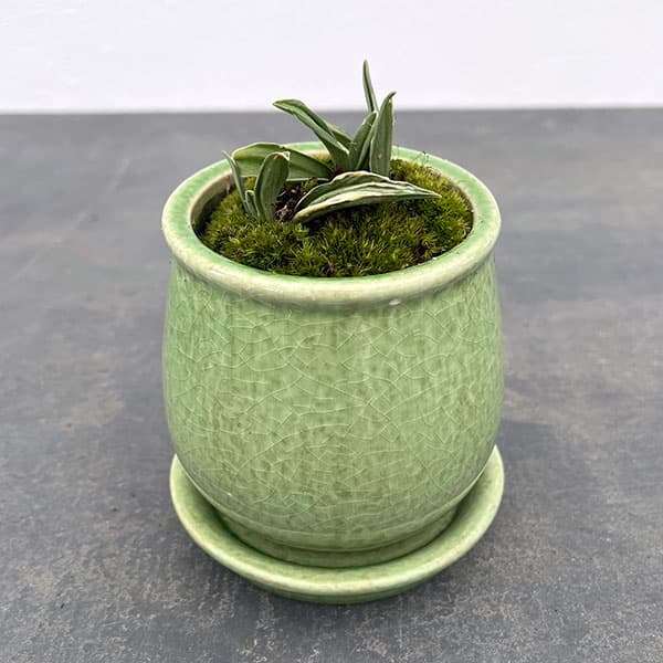 観葉植物/オモト（万年青）：剣舞陶器鉢植え（皿付）／ステララウンド緑S