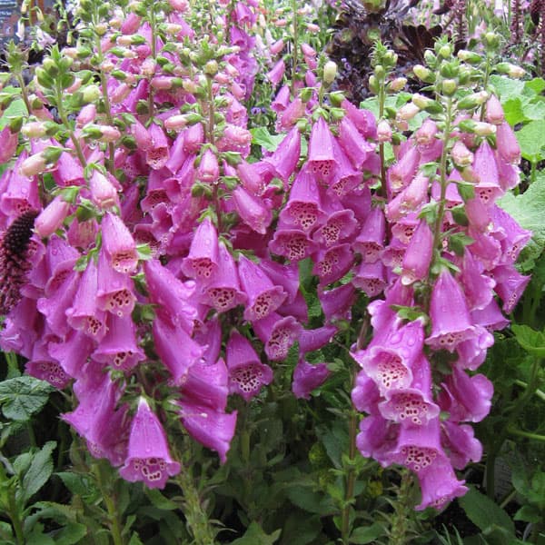 ��֤���/�������ꥹ���������åȥ�����3.5��ݥå�