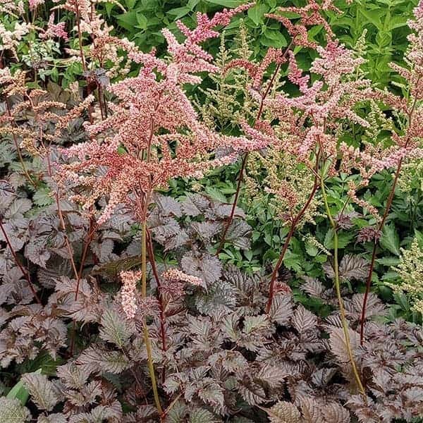 草花の苗/アスチルベ：チョコレート将軍3号ポット 4株セット