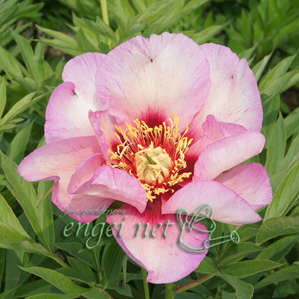 草花の苗/シャクヤク（インターセクショナルハイブリッド）：ビジョンオブシュガープラム5号