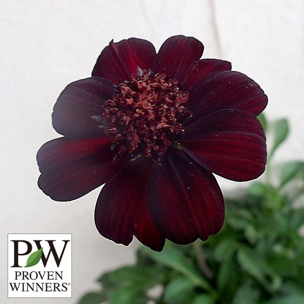 草花の苗/チョコレートコスモス：チョカモカ3.5号ポットのサムネイル